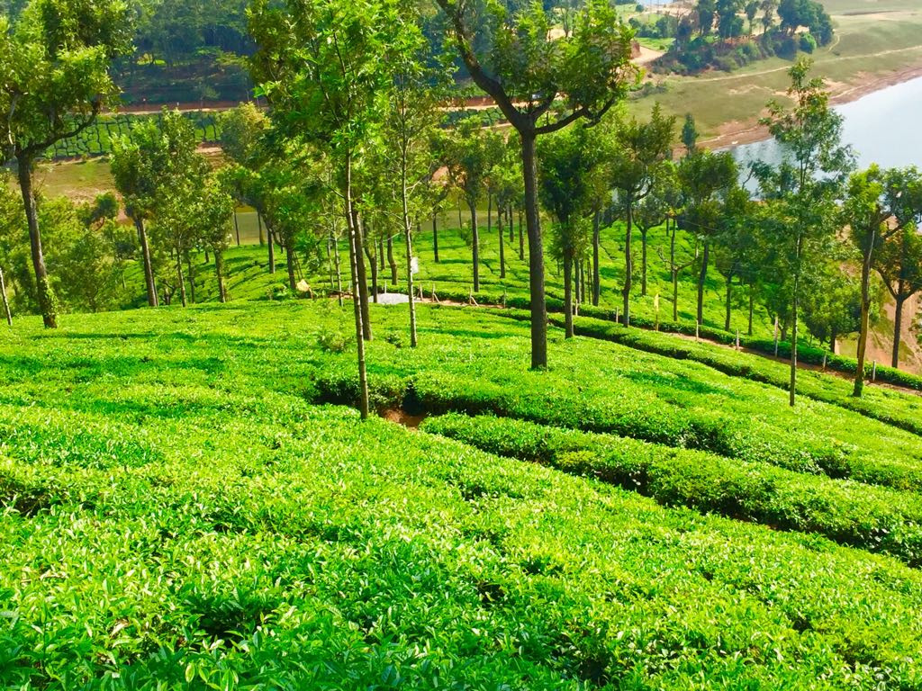 Beautiful tea gardens at Munnar