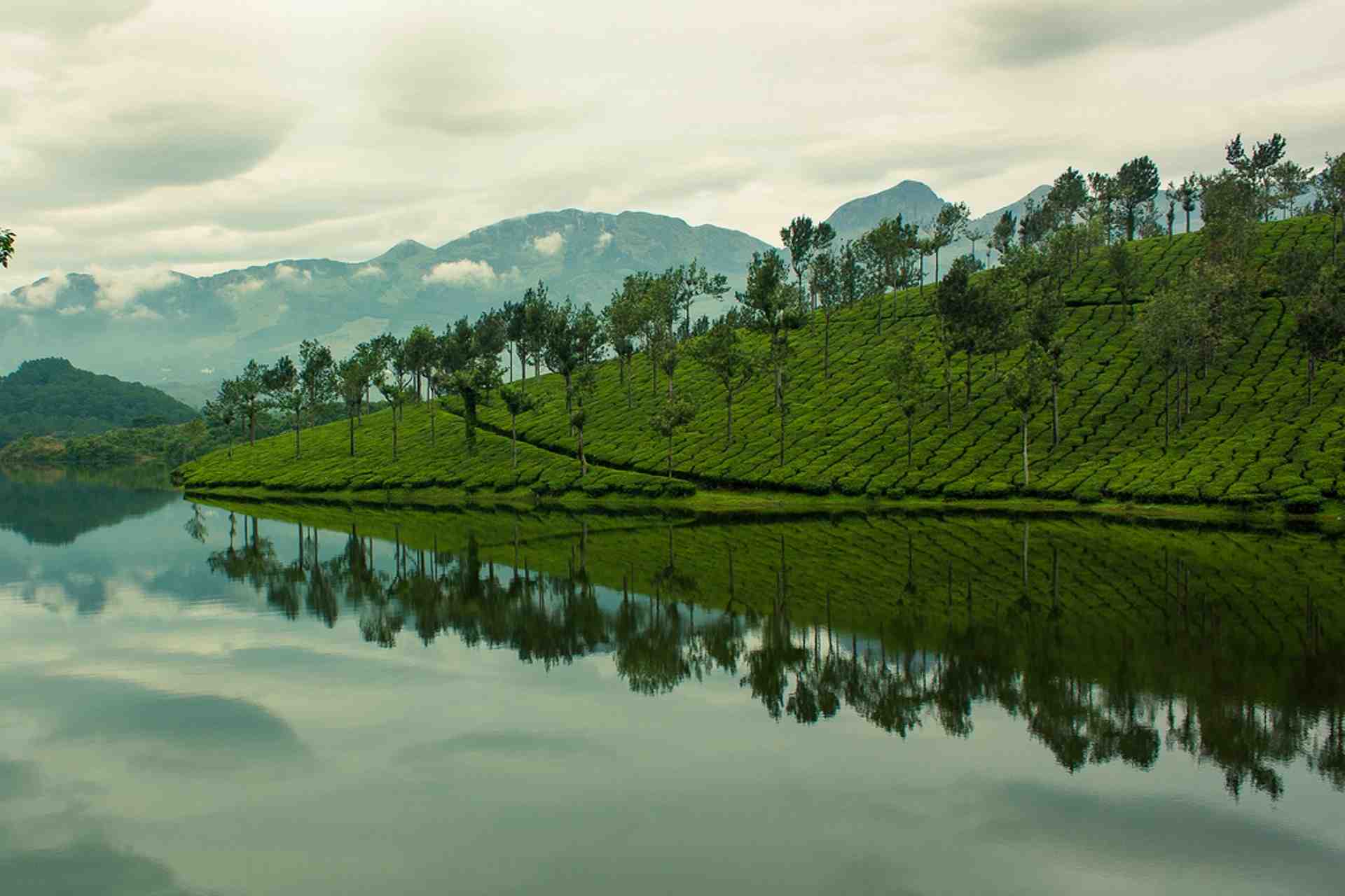 Water reflects the Tea Estate of Munnar