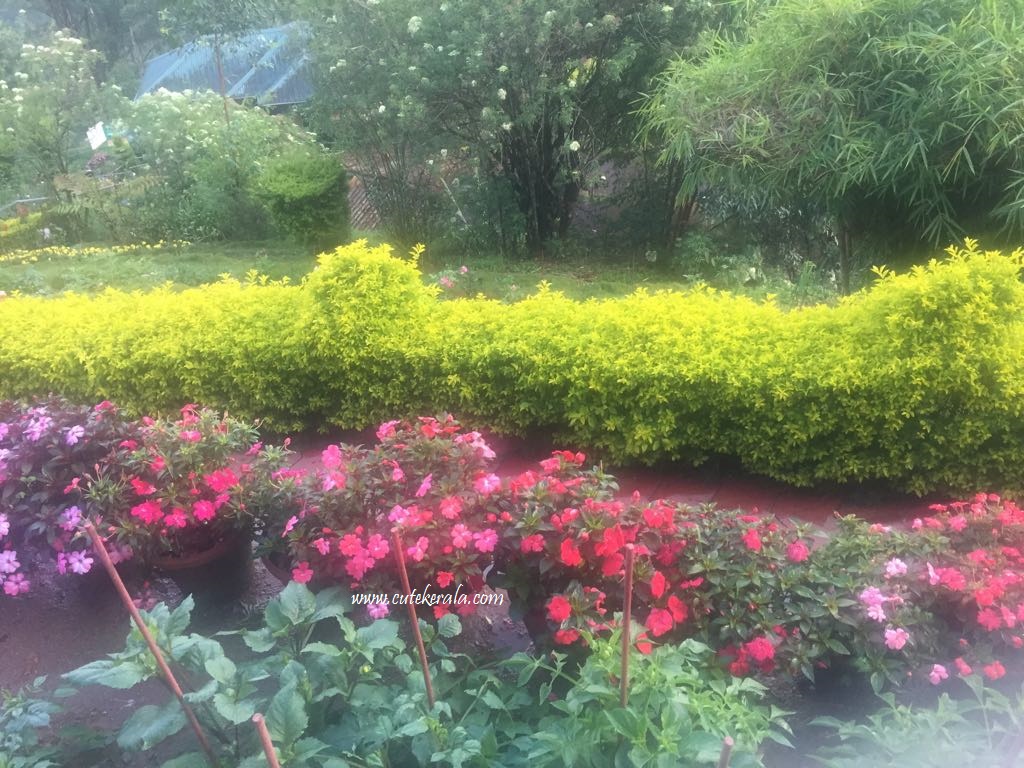 Rose Garden Munnar